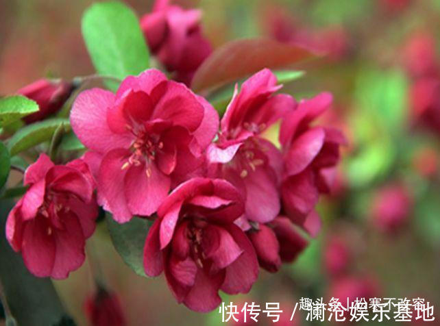 漂亮|几种花好养又漂亮，花朵大花期长，漂亮还能净化空气，高端上档次