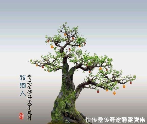 山水|金弹子盆景树桩上的苔藓要不要去掉呢,现在几乎整个桩都要布满了