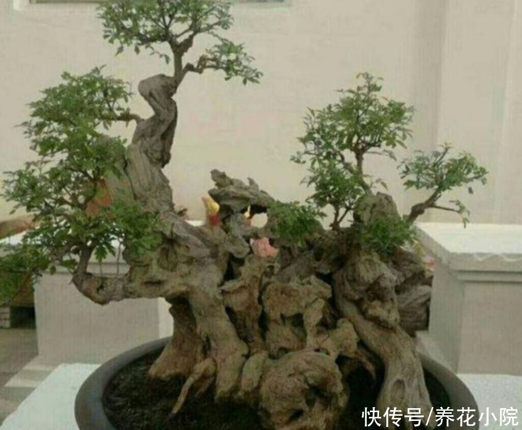 苍劲|农村随处可见的2种植物，拿来做盆景，苍劲古朴，观赏性强