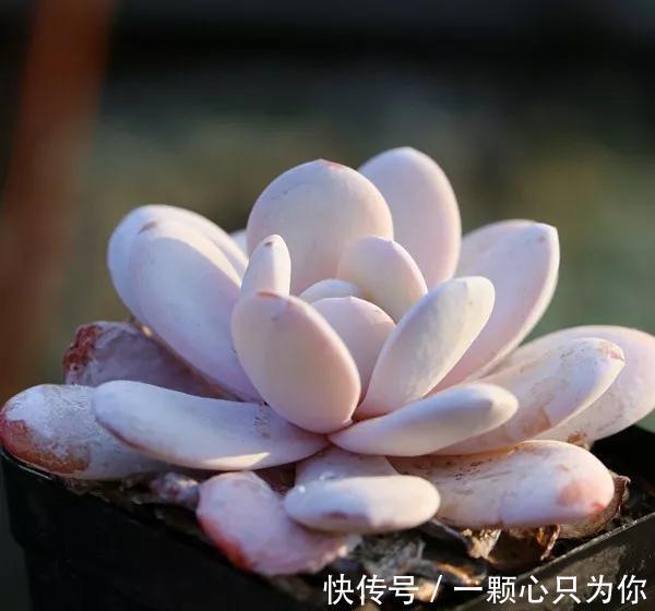 多肉中的贵货小仙女,颜值高,仙气足,你不要错过