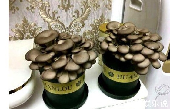 袋口|大叔阳台盆栽“蘑菇”,1盆变10盆,3天吃一茬,够全家吃!