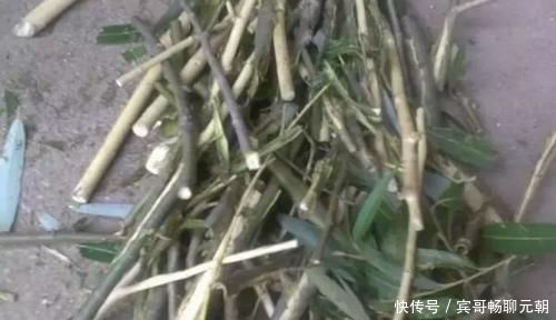 盆栽|养花不会施肥?用4样东西垫盆底,10年不施肥,花卉照样砰砰长