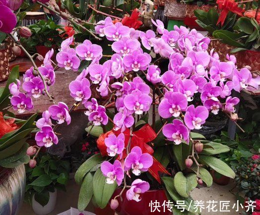 年后花市开门,赶紧去“捡漏”,这7种花,花低价就能买“好货”