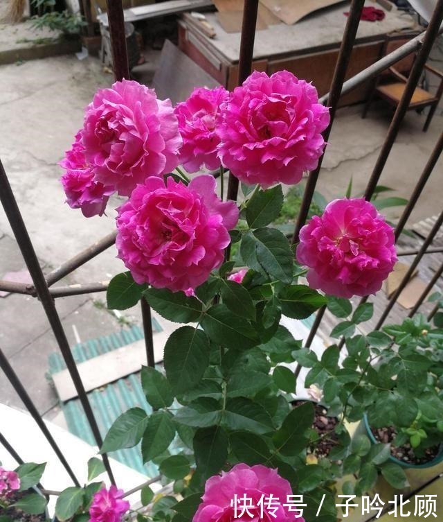 横拉月季|养月季花3个妙招,开花繁密蹿新枝叶,效果好现在时机正好!