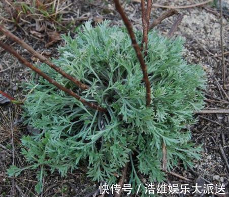 白蒿|日本人眼中的“长寿菜”,我国产量多吃得人却很少,大家吃过吗