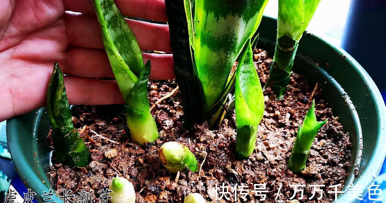 虎皮兰有“3怕两不喜”，难怪不爱出小芽，还越长越难看