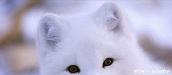 这个盗墓贼,盗墓无数却不是为了钱,直到他遇见了一只白狐狸