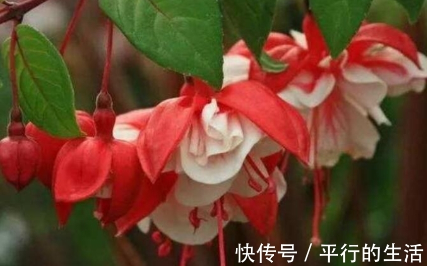 钟花|4种花养了就爆盆，好养易活开花漂亮，阳台一直都是“小花园”！