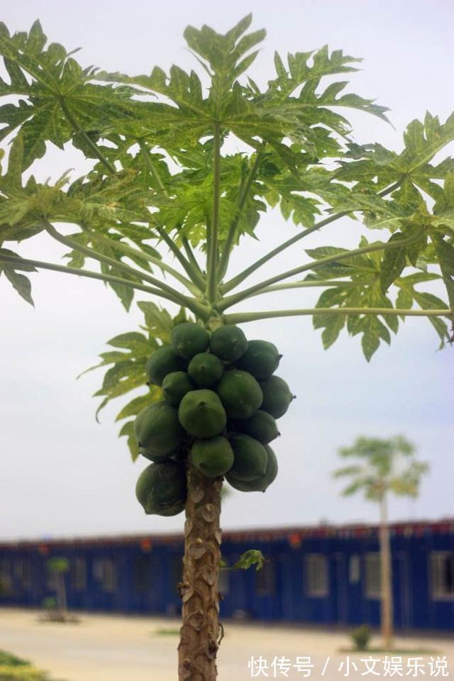 花蕊浓密，花瓣硕大，木瓜养出盆景，质感色泽都是佳品！