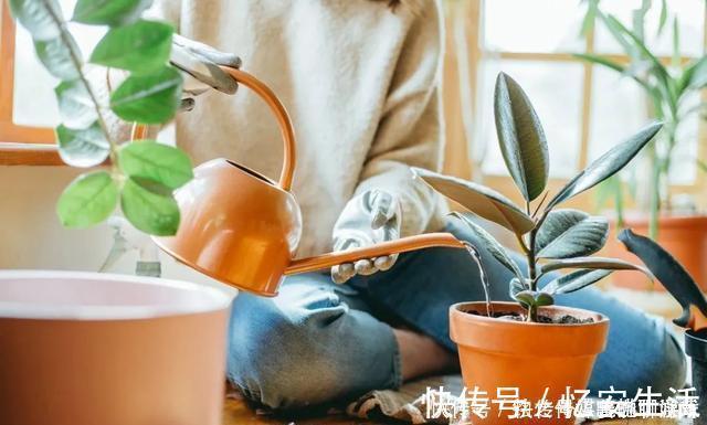 凉开水|用自来水、雨水、桶装水和凉开水养花的差别，哪种水养花最好呢