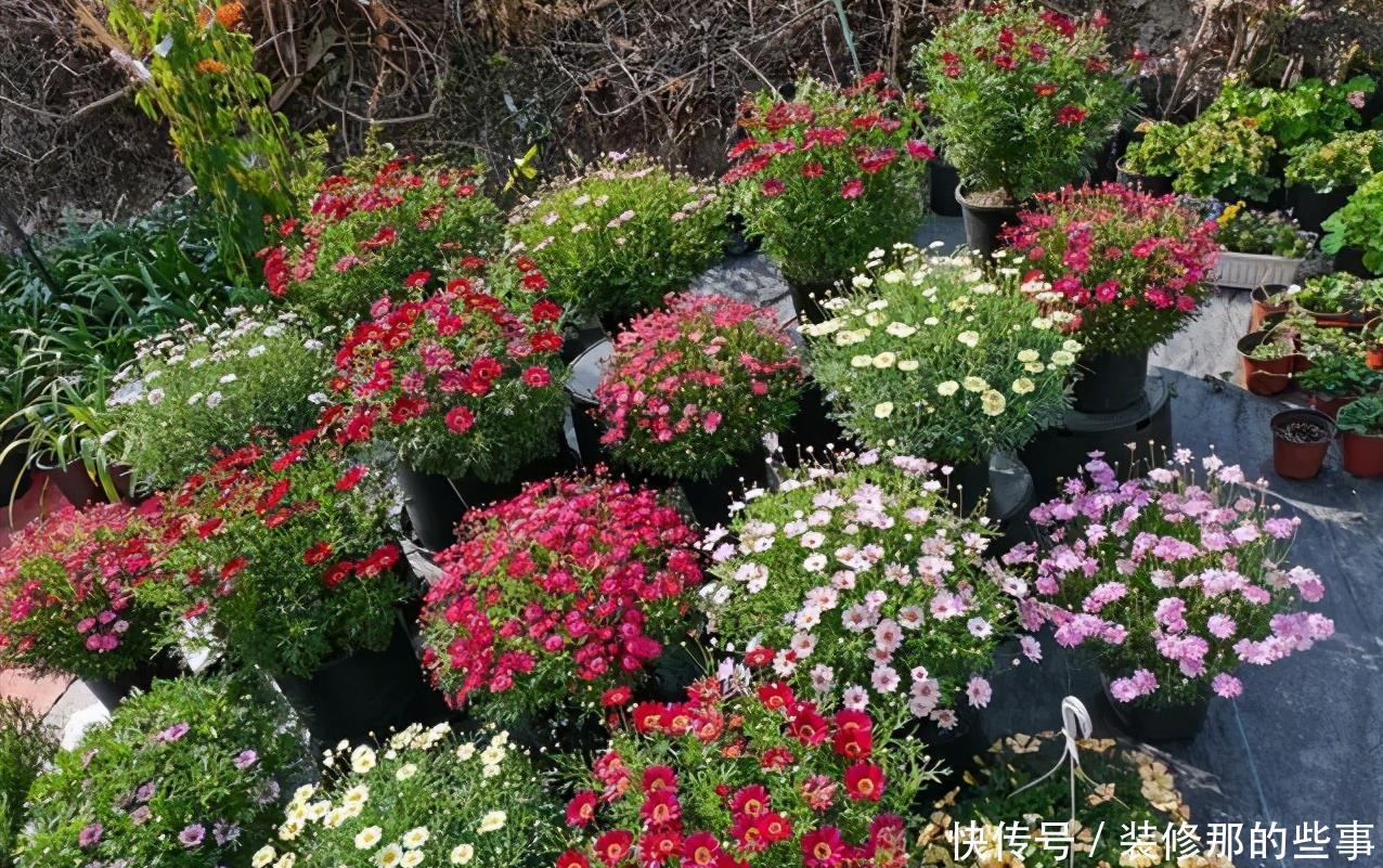 玛格丽特|8种漂亮花,夏天“少浇水”,浇一盆烂一盆,后悔也晚了