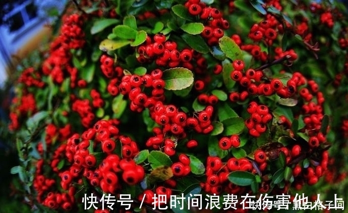 功效|80歲的爺爺，經常吃這幾種野果，它的功效卻一無所知！