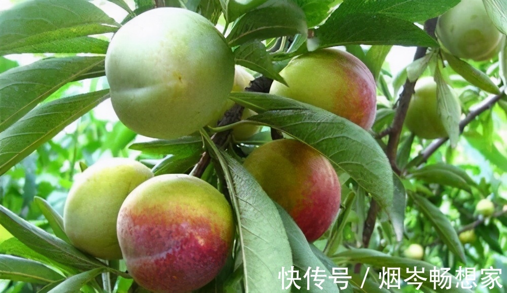 食物|女性推荐常吃3种食物，美容养生，延缓衰老，有益身体健康