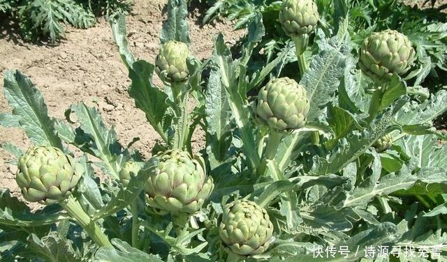 洋蓟酸|农村最奢侈的菜，只有十分之一能吃，价格昂贵，会吃的都是贵族
