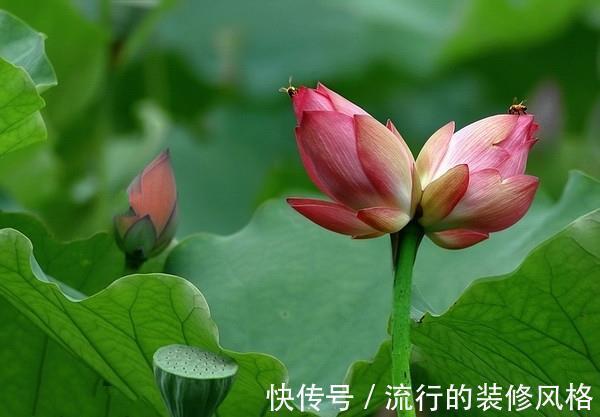 养花试试这几款,花朵绽放就像一个大包子一样很饱满