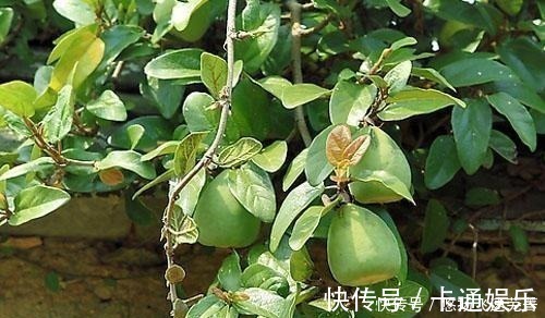 薛荔|农村一种植物，果实像秤砣，曾是儿时的零食，现在才知道它的价值