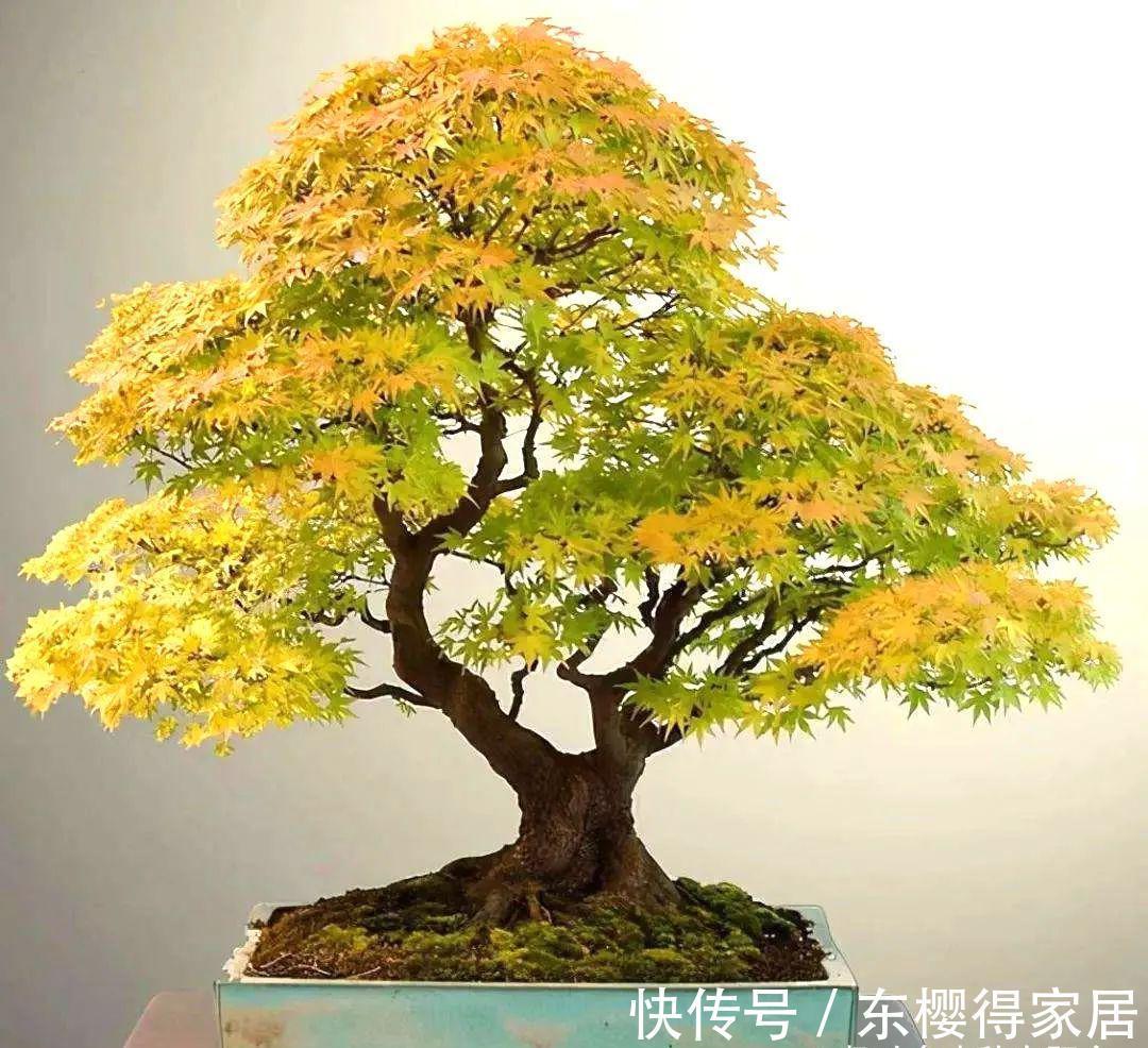 阳台上|从繁殖到造型,在开启三角枫盆景制作过程中感受缤纷世界!