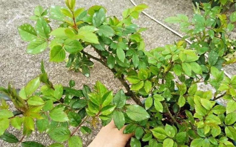 土培转水培，水培转土培，养花期间均不能忽略这2点