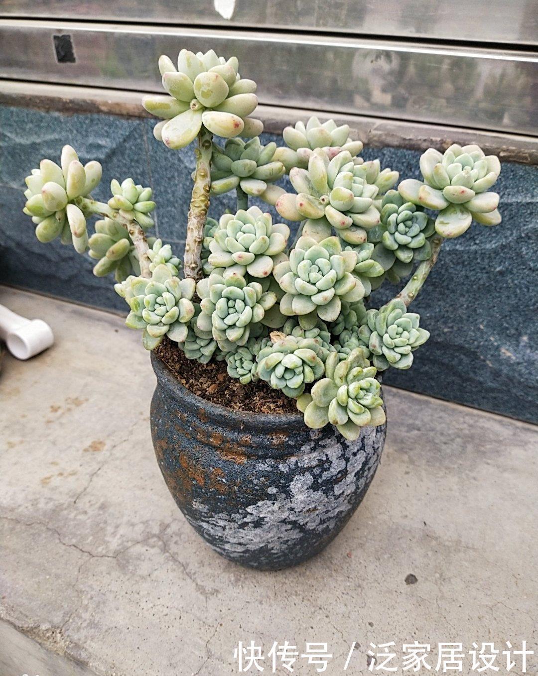 多肉|夏天温度高,不要给这“三多肉”喷水,否则易黑腐,直接化成水