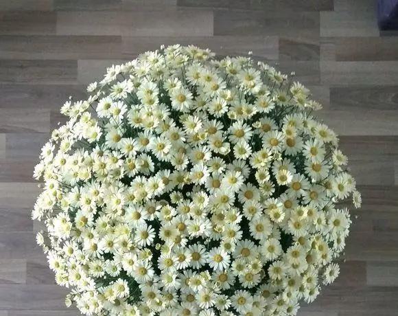 花开败后,手痒剃了个头,剃完就开花,一直剪一直开!