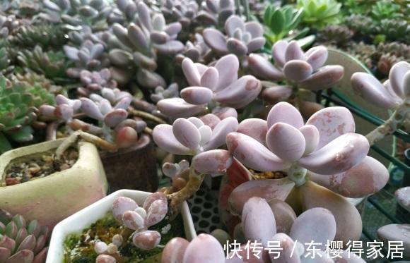 院子|持续高温,院子里的多肉叶子都扁瘪了,一场雨水,恢复生长