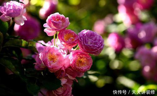 6种耐寒花,好看好打理,年年花满枝头,值得拥有!