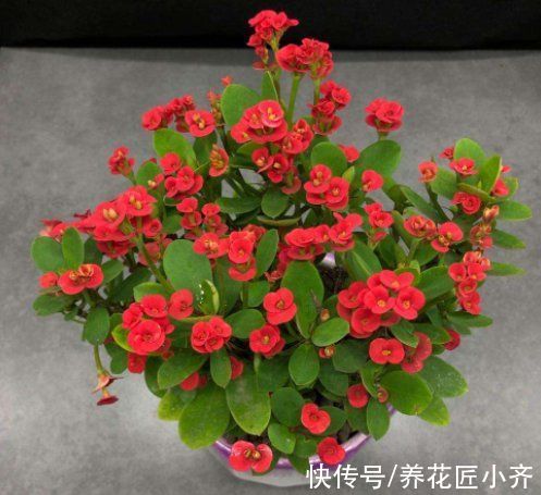 9种“有毒”花，家中很常见，光看别动它，不然很“麻烦”