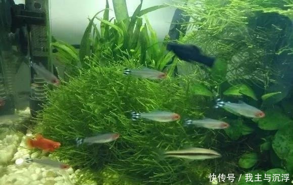 两种天然养花水,碰上就别错过,换着给花浇水,新芽呼呼冒!