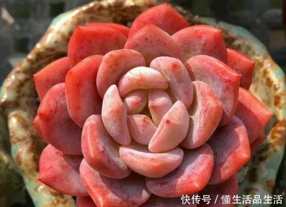 这“三种花”再旱也别“喷水”,遇水易黄叶烂根,丑到没朋友!