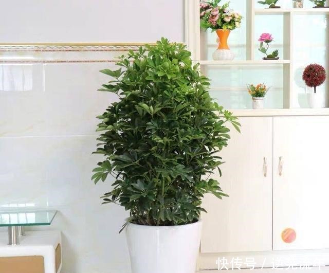 养这4盆花,在家吸烟也不怕,二手烟吸光光,空气清新,一家健康!