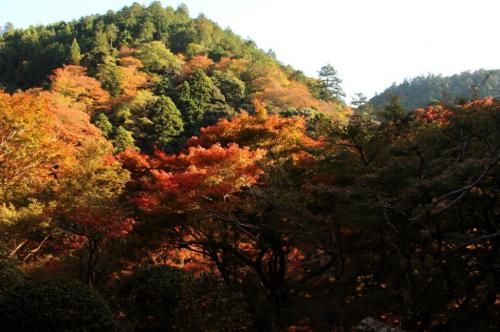 西明寺和|古都京都 迎来秋之红叶季