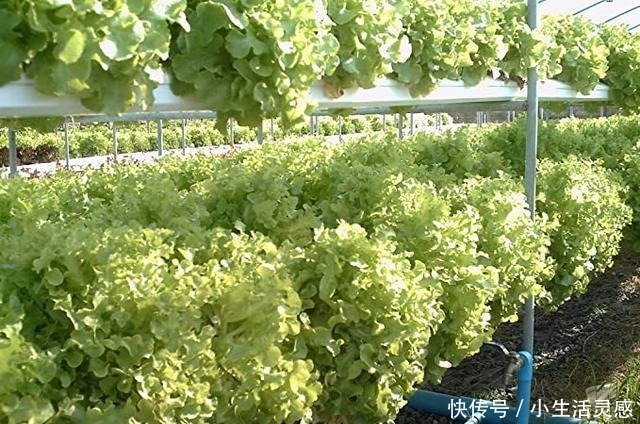 老妈如今在家种菜不用土了!海绵剪剪插蔬菜苗,天天吃菜不花钱!