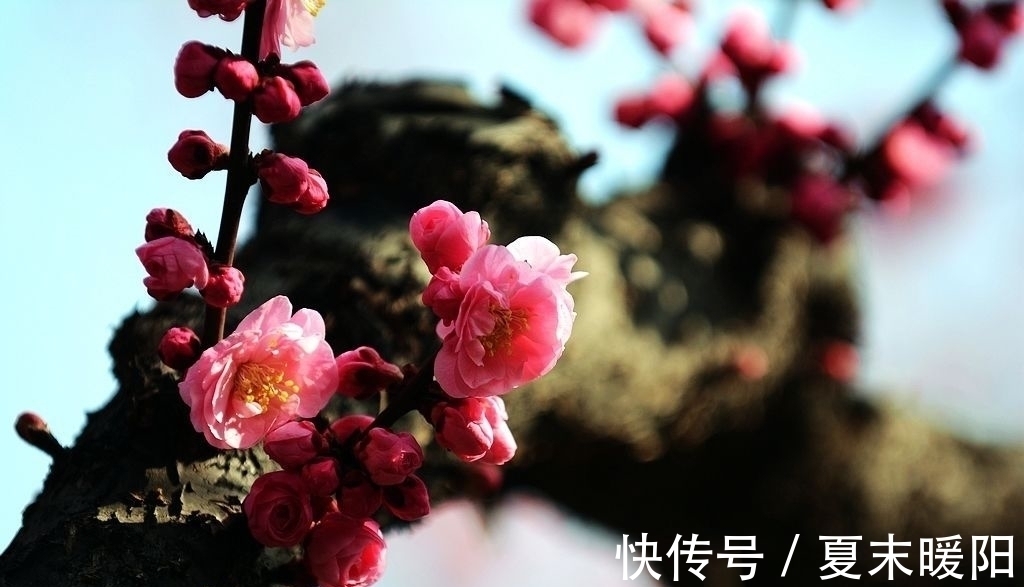 知心#陆游一首七律《梅花》：月色朦胧，花香满身，知心相遇，情思动人