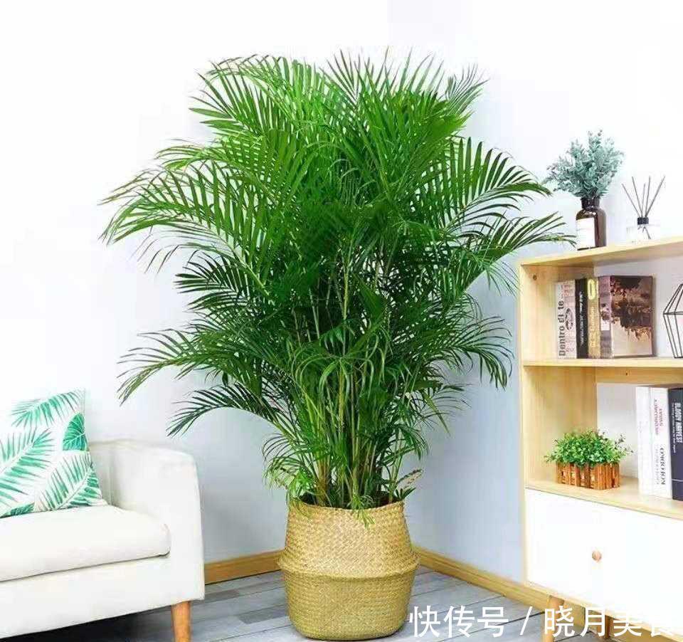 7种大型花,建议在客厅养一盆,吸废气制氧气,还有旺家的好寓意