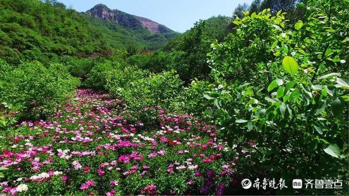 夏日|清风为歌，溪水作镜！济南章丘垛庄的夏日绚烂又明亮