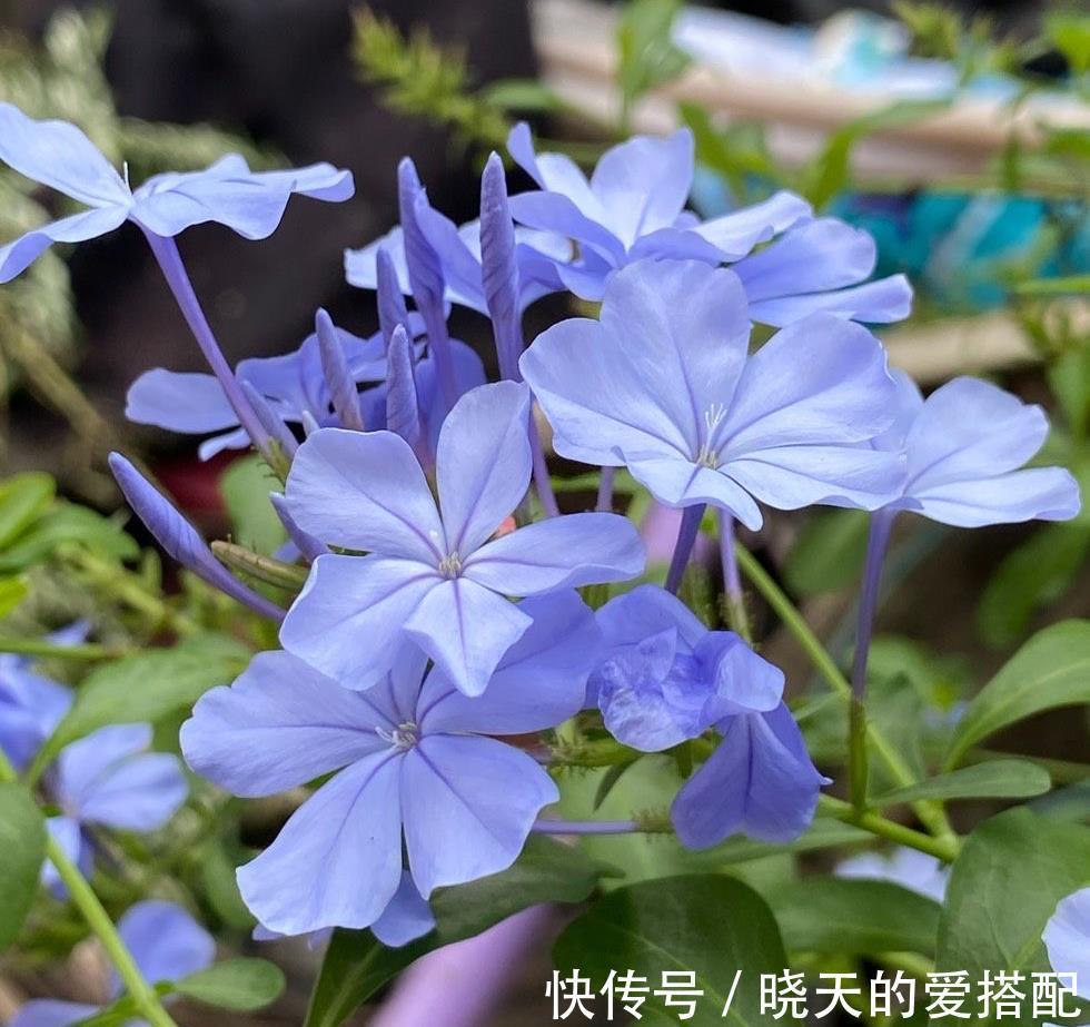 养分|让蓝雪花秋天开花更多的2个方法，不要舍不得，要辣手摧花