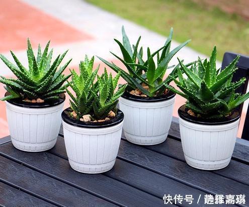 养芦荟记住此2点,叶片肉厚发光,嫩芽多的挤裂花盆