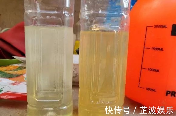 绿萝浇啤酒,文竹来勺糖,1个月嗖嗖长2米!