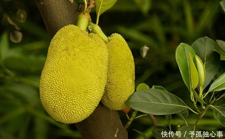 想長壽要靠吃,三種食物不可少,補血活血,提高免疫力