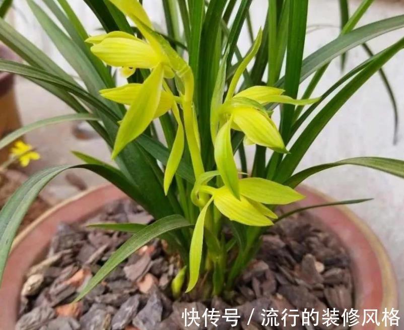 黄叶|秋冬室内盆栽兰花,暖气一开叶子就干尖泛黄,该怎么预防挽救?
