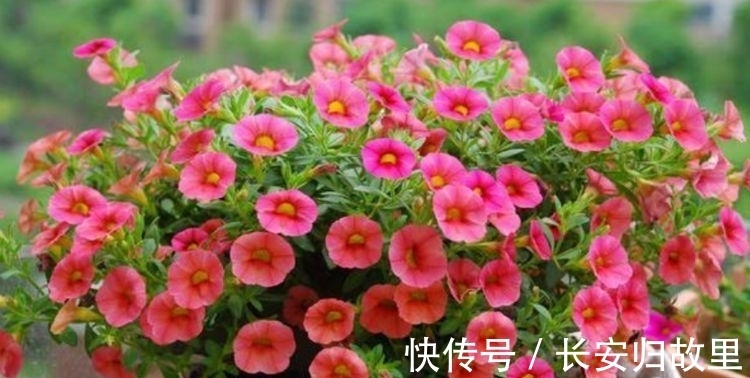 适合居家养的花,好活易爆盆,花开媲美玫瑰,花朵姿态万千,美