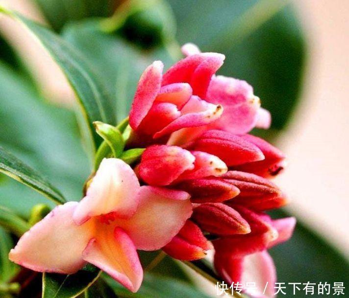 4种花卉，开花喜庆又好养，适合新手养，满屋飘香