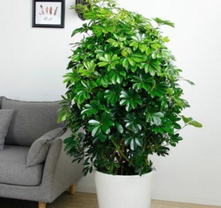 养花试试这几款，花开繁盛花香怡人，四季开花，生长能力特别强