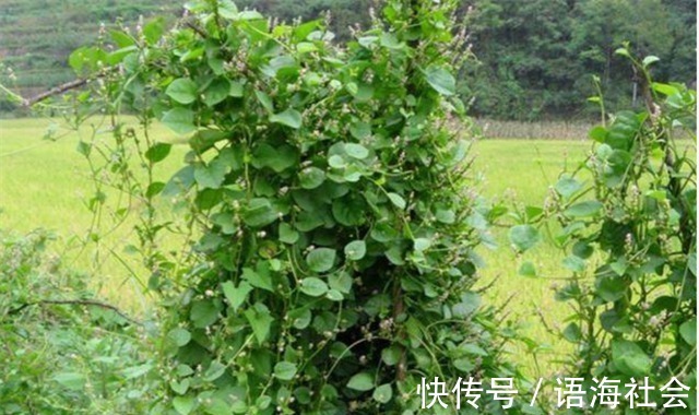 农村|农村田地里这种常见的野菜，不仅能止血补钙，还能治疗便秘！