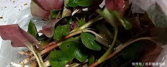 弟弟一家来拜年,上了一盘这菜,不到几分钟光盘,脆爽鲜香又开胃