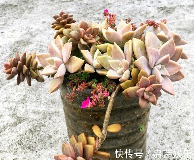 s只要家里有油桶,就不用花钱买花盆!多肉种在油桶里,叶子胖嘟嘟