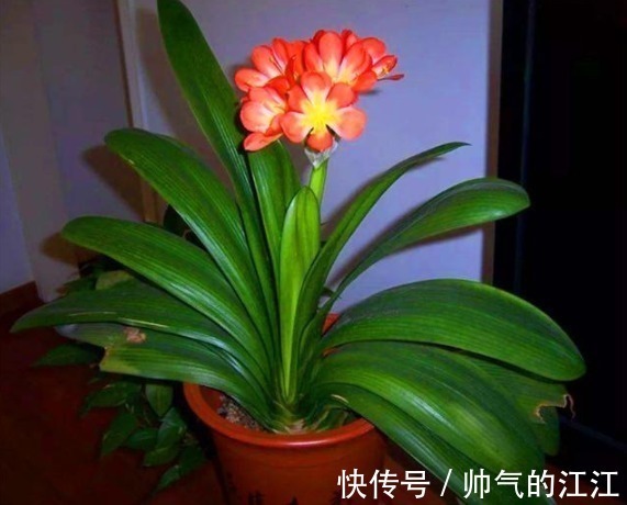 秋天养君子兰，5件事越早做越好，叶片整齐油绿光亮，冬天开爆盆