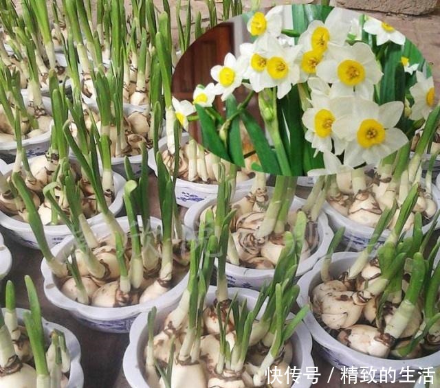 室内养水仙花,别和水壶放一块,水变“毒水”,别忽视!