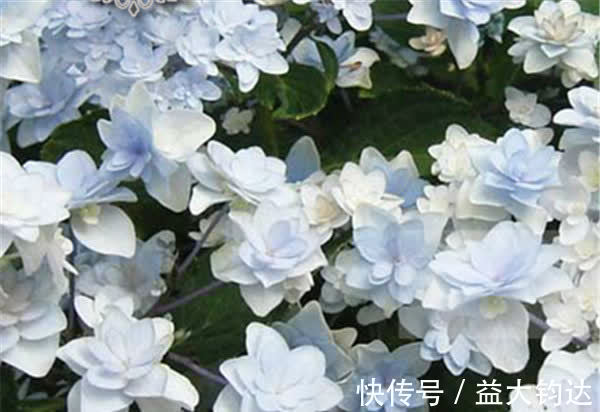 3种花近乎完美,超级漂亮,开花勤快,好养易管理,室内盆栽也可以