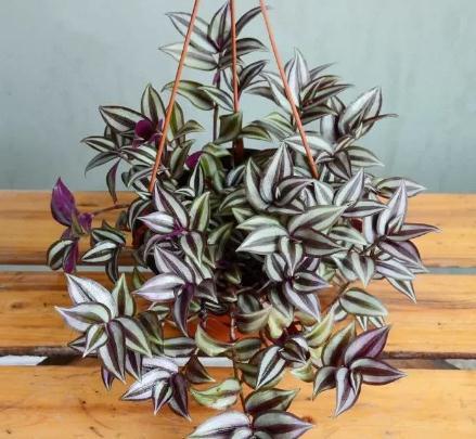 农历九月二十三霜降后,养什么花?以下3种花,万事如意事事顺心